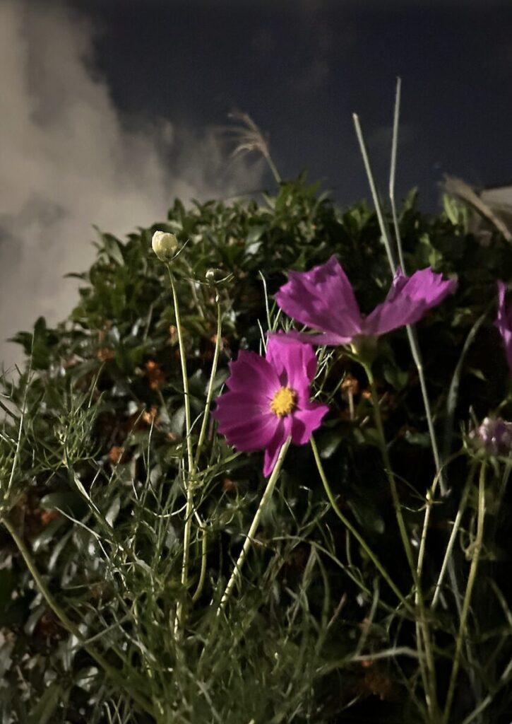 金木犀｜コスモスとオレンジ色の花