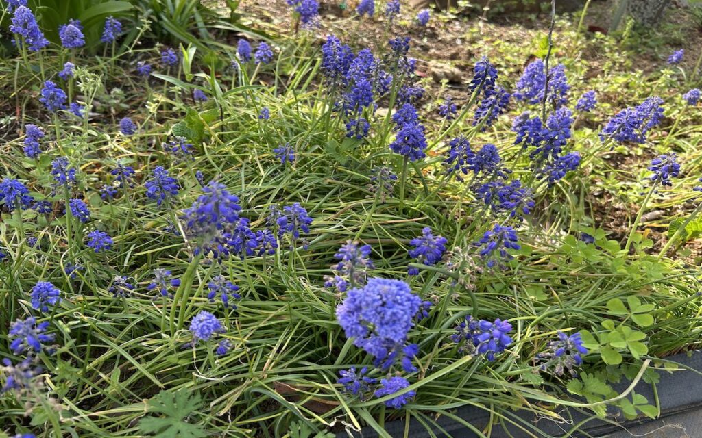 ブドウムスカリ｜紫色の花