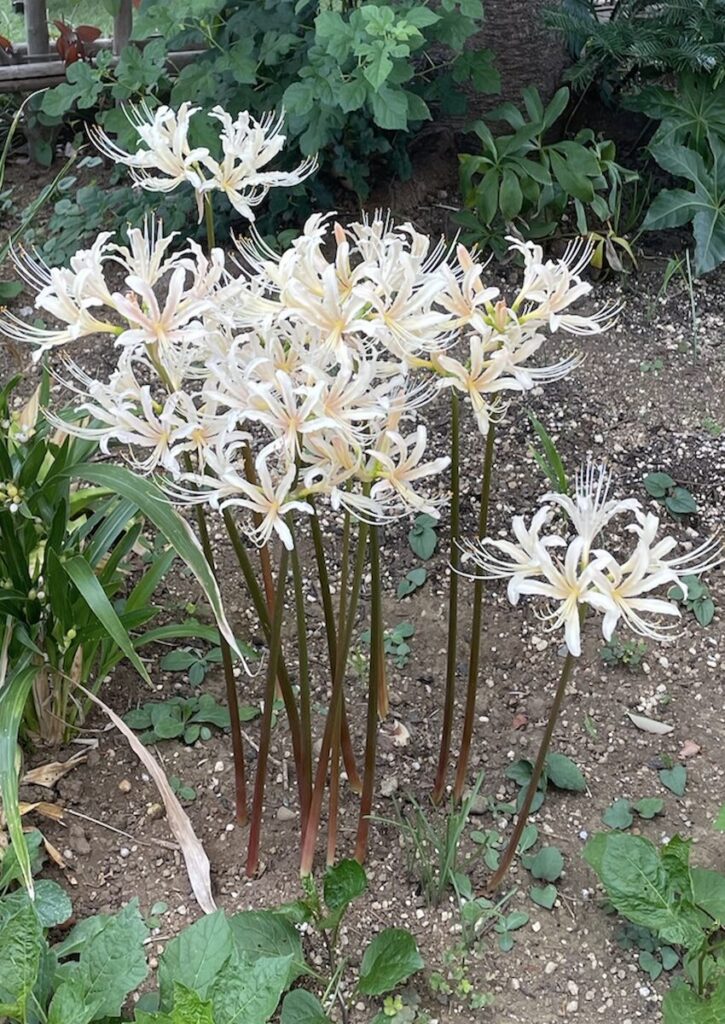 彼岸花｜クリーム色のお花