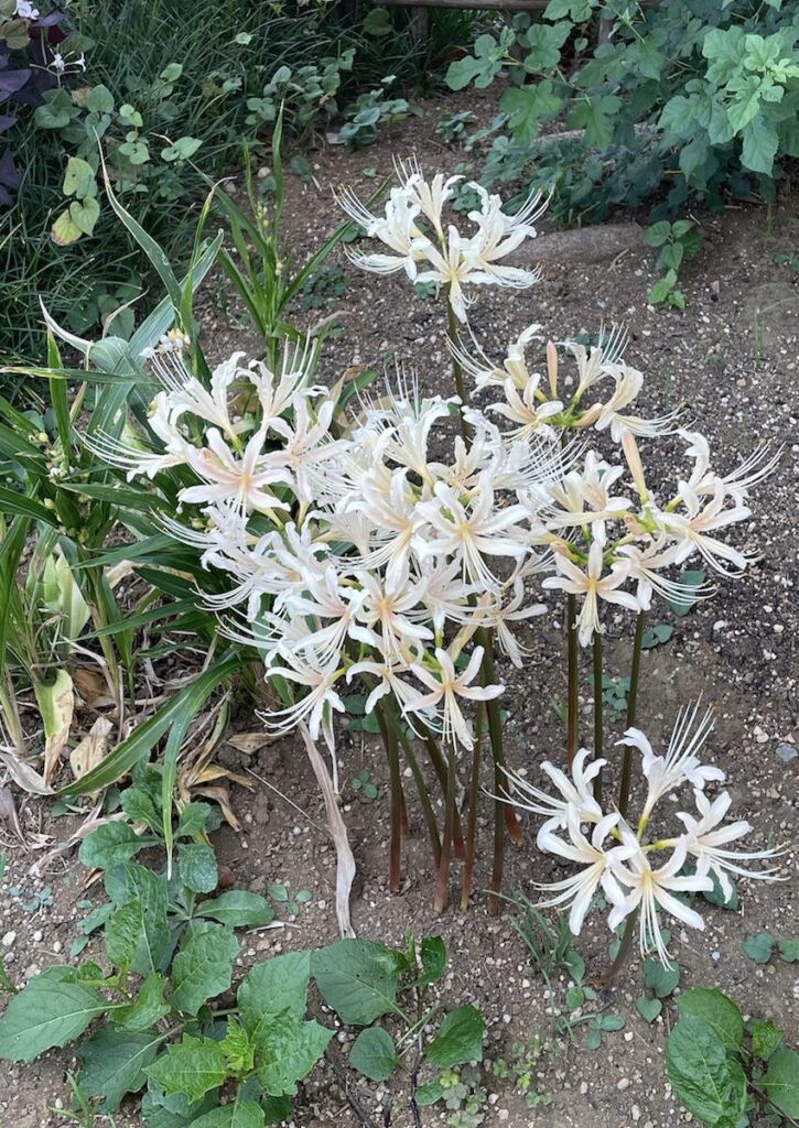 彼岸花｜白いお花