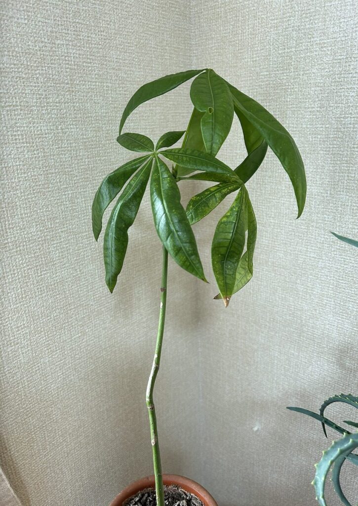 パキラ｜葉っぱ全体の様子