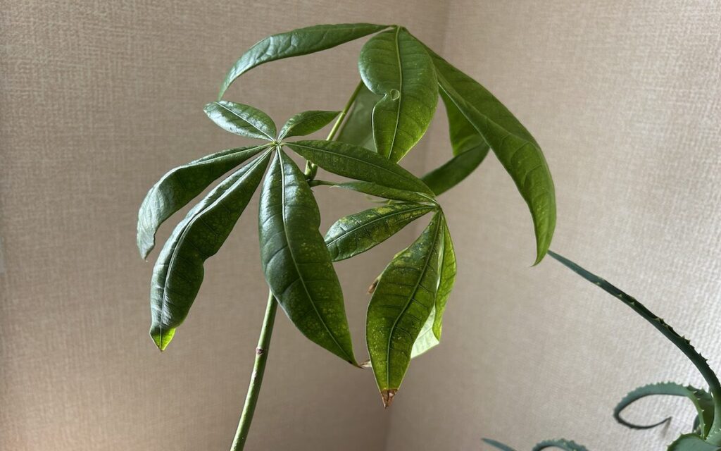 パキラ｜葉っぱ