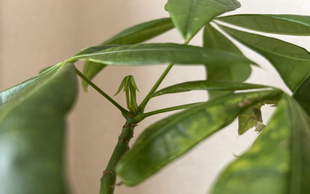 パキラ|丸まった新芽