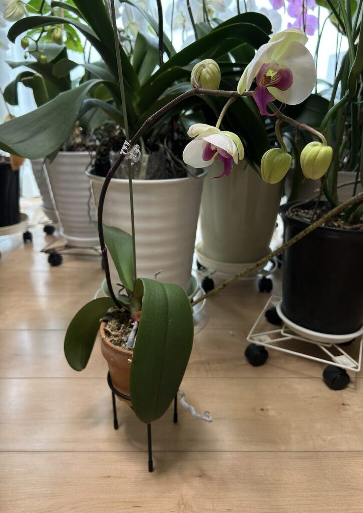 胡蝶蘭｜鉢植え育成