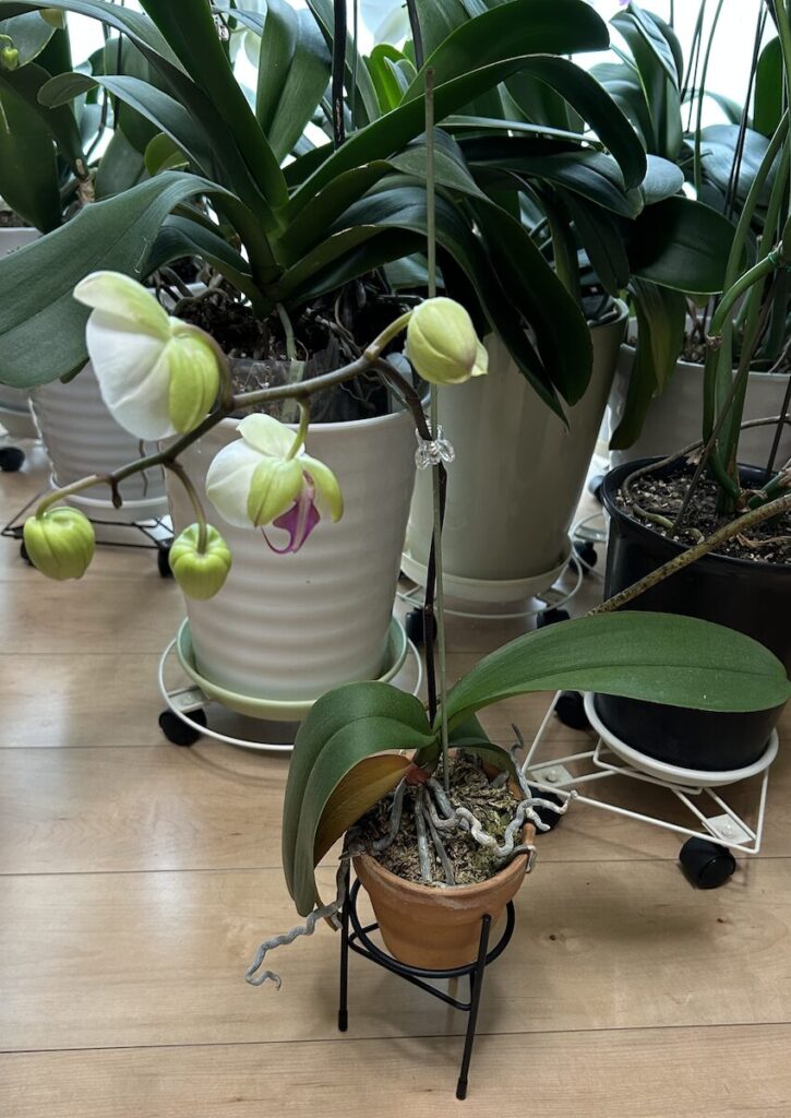 胡蝶蘭｜鉢植え育成