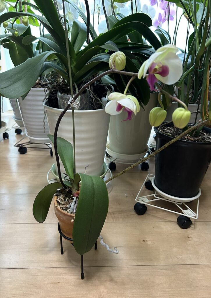 胡蝶蘭｜鉢植え育成