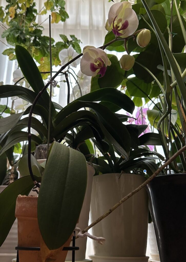 胡蝶蘭｜鉢植え育成