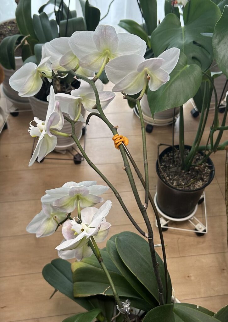 胡蝶蘭｜白い花