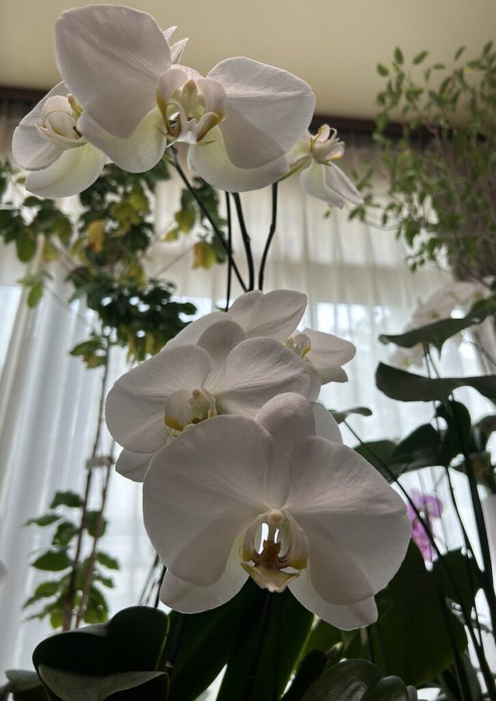 胡蝶蘭｜白い花