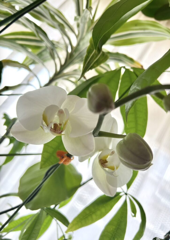胡蝶蘭｜白いお花と膨らんだ蕾
