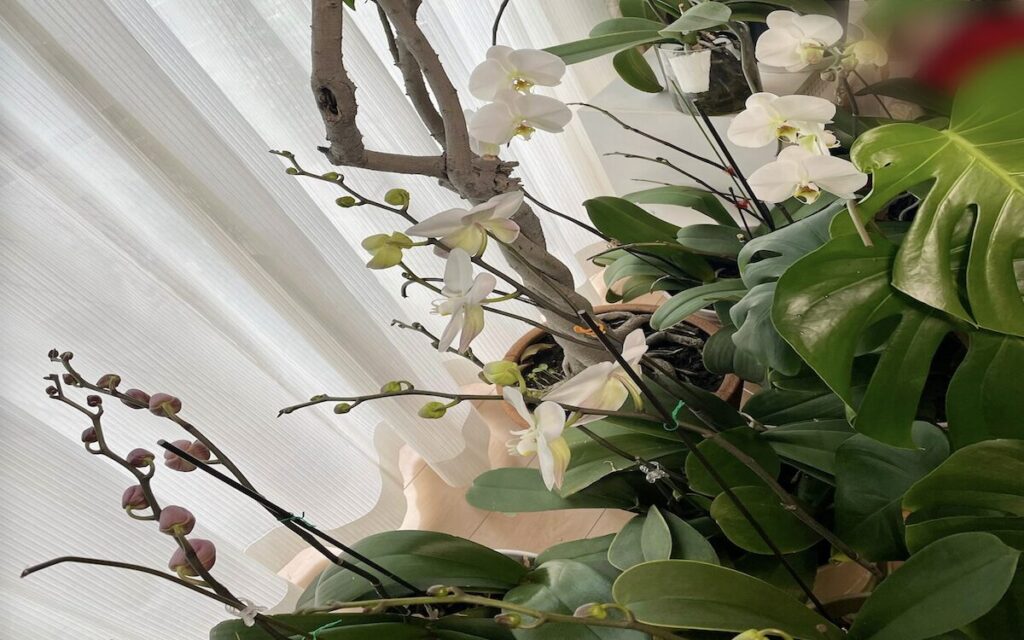 胡蝶蘭｜白い花の開花・蕾が膨らむ様子