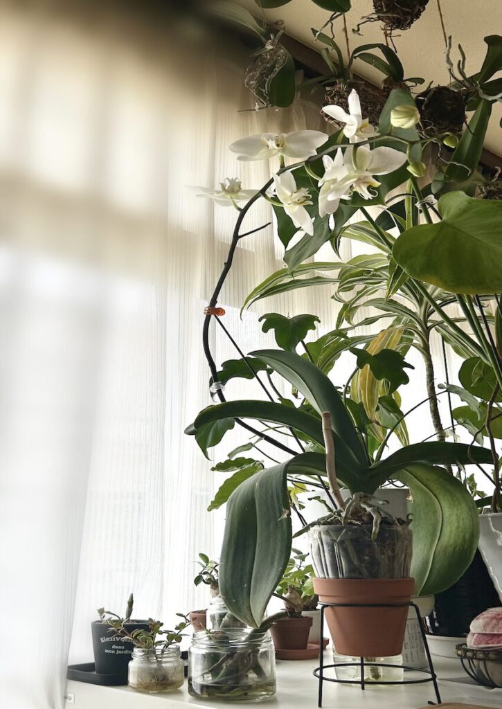 胡蝶蘭｜鉢で育てている白色の花