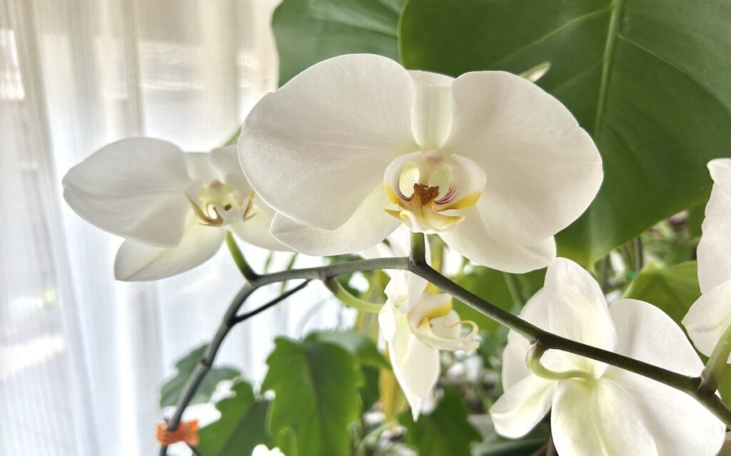 胡蝶蘭｜白いお花