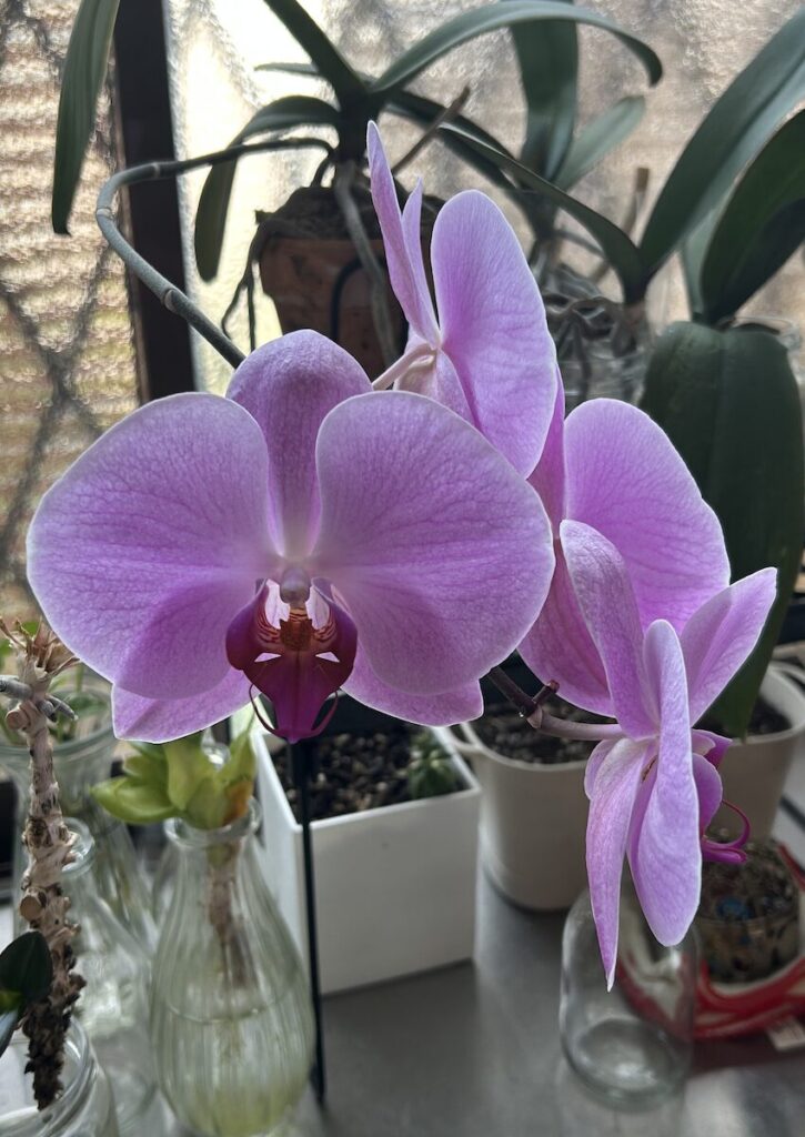 胡蝶蘭｜ピンク色のお花