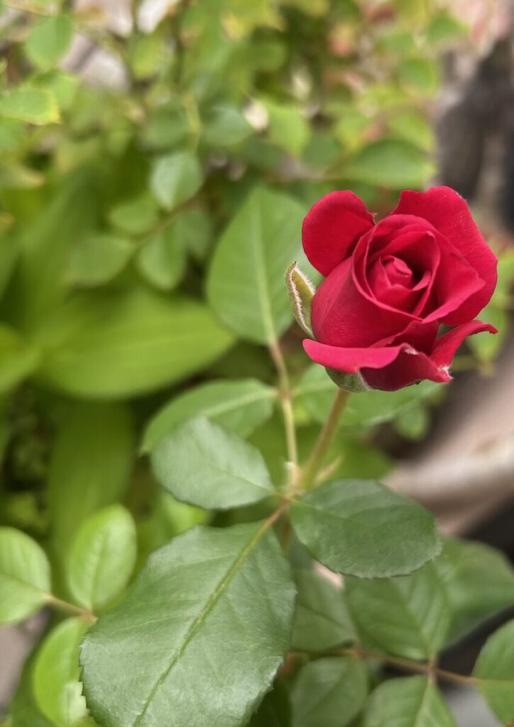 バラ｜赤色の花