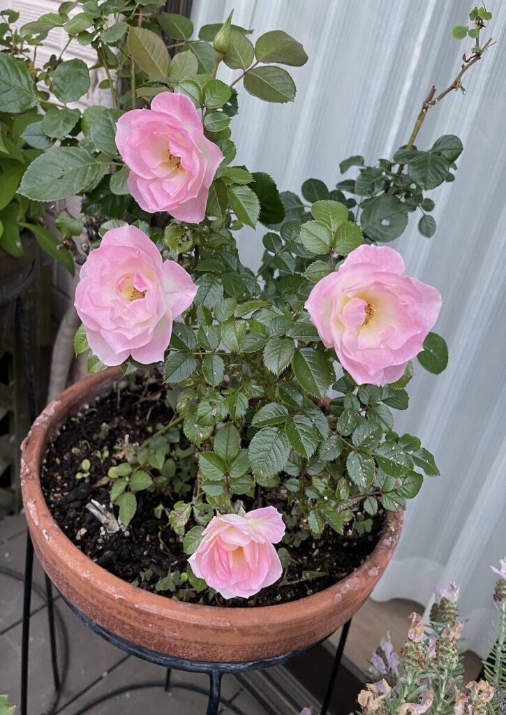 ミニバラ｜ピンク色の花