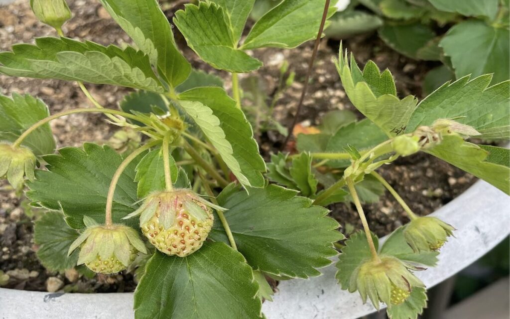 いちご│小さい緑色の実