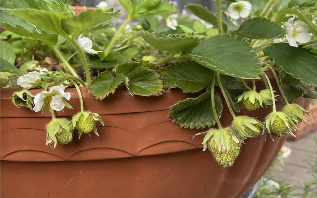 いちご│白いお花と小さい緑色の実