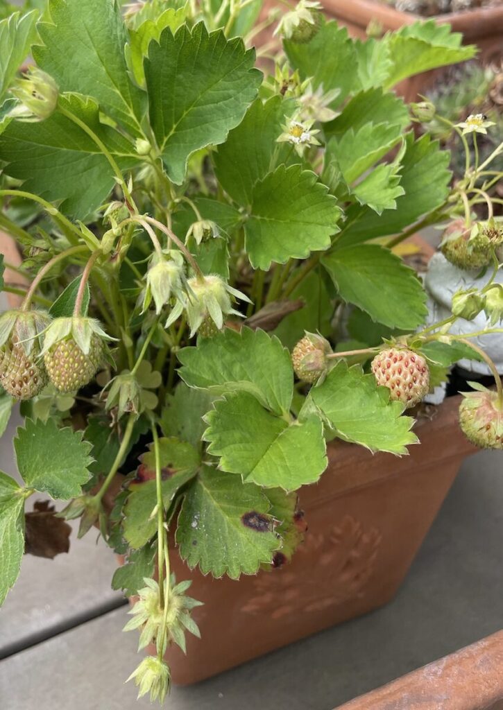 いちご│緑色の実