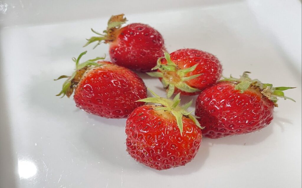 いちご│赤い実