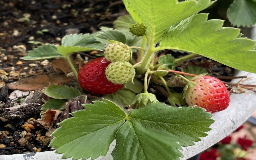 いちご│小さい実