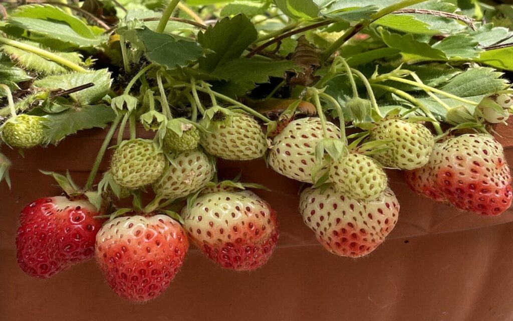 いちご│プランター栽培