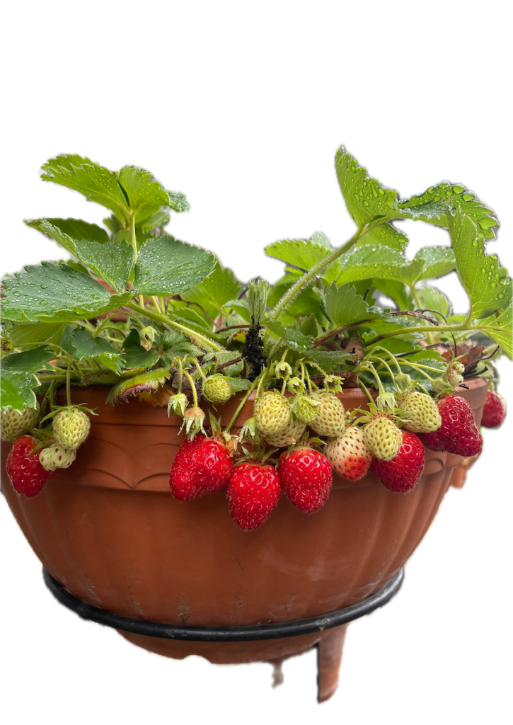 いちご│プランター栽培
