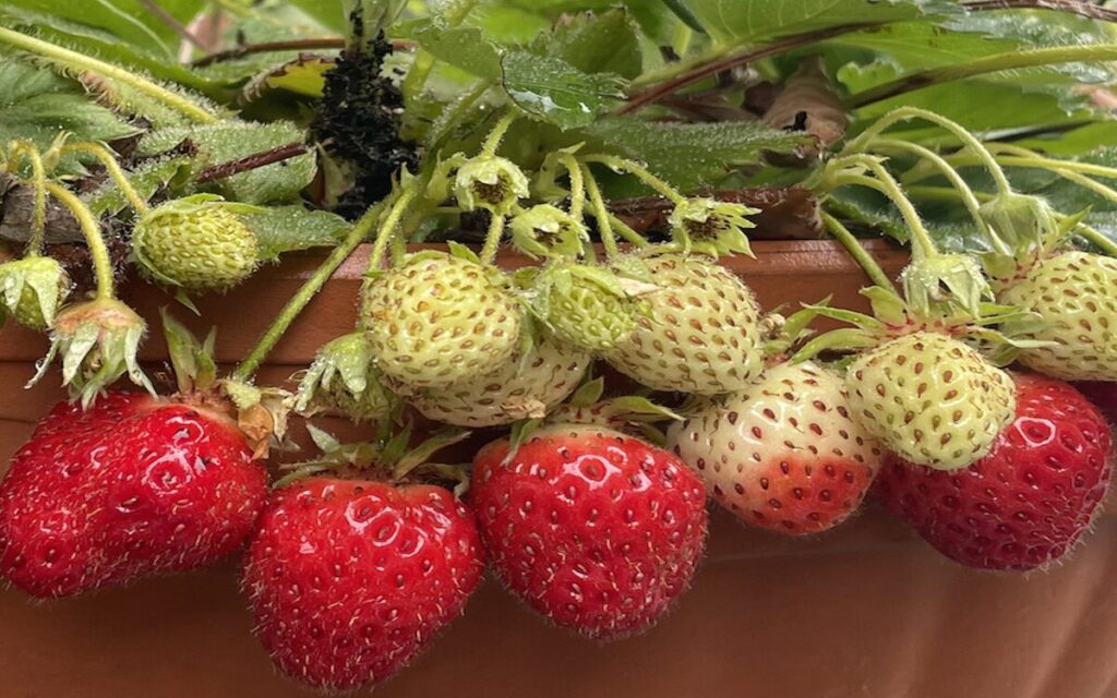 いちご│赤い実