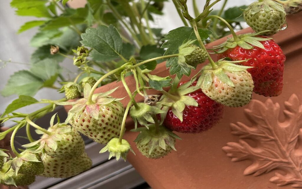 いちご│緑色の実と赤い実