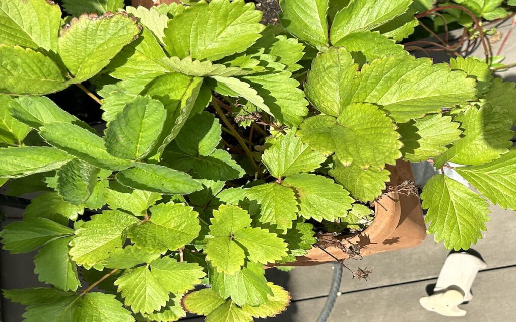 いちご│葉っぱ