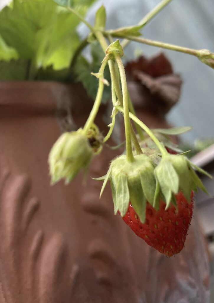 いちご│赤い実