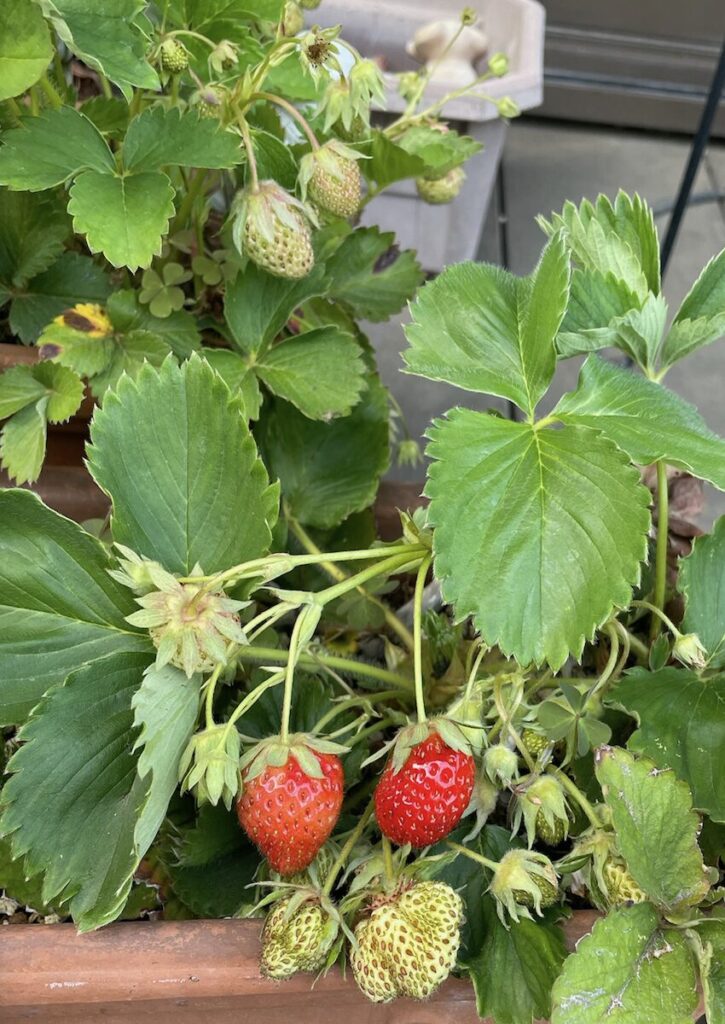 いちご│緑と赤い実