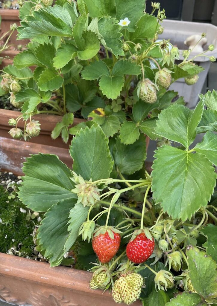 いちご│緑と赤い実