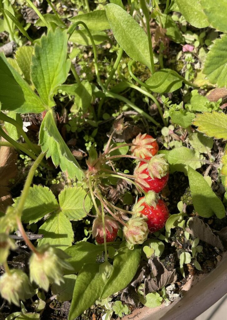 いちご│赤い実