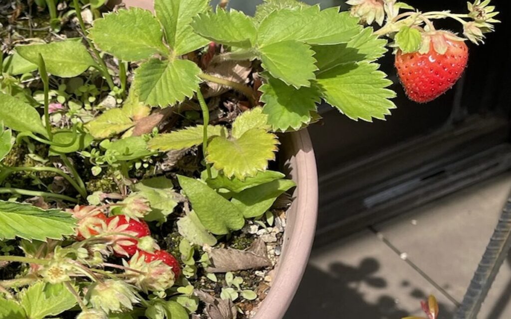 いちご│赤い実