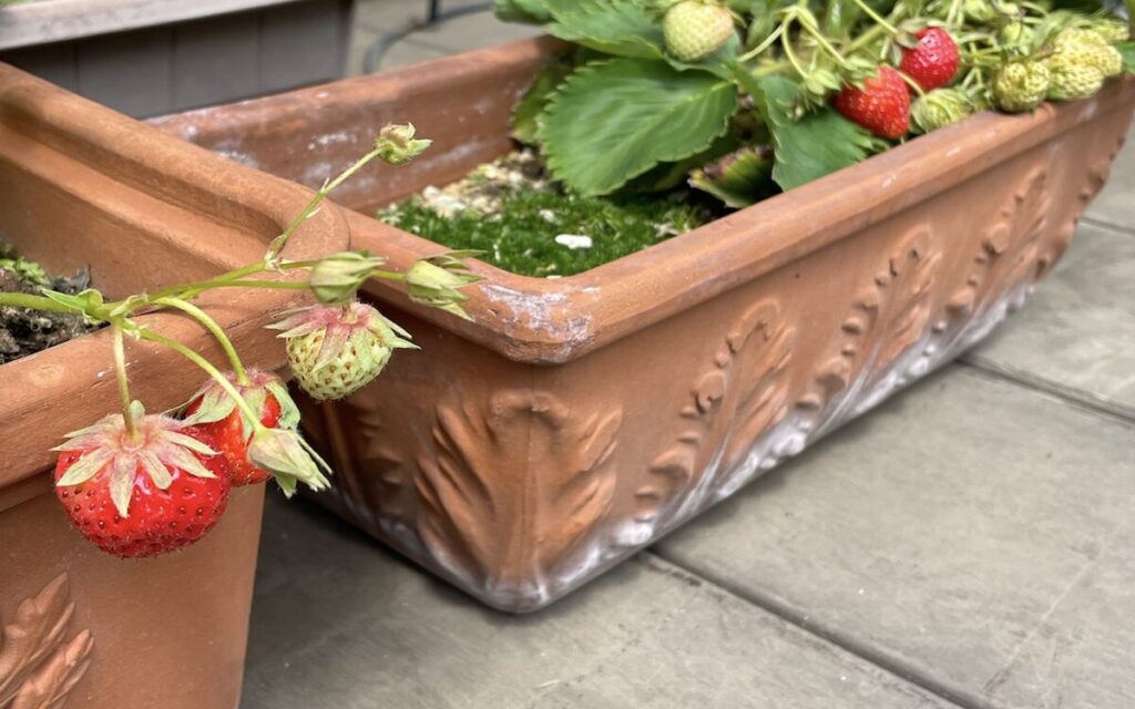 いちご│赤と緑色の実