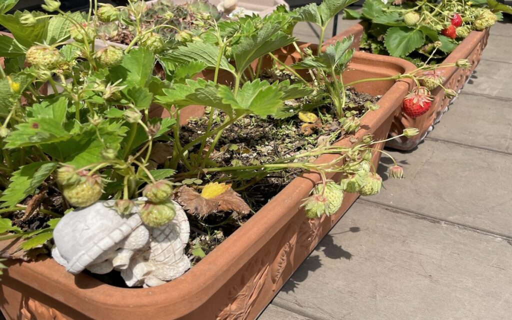 いちご│赤と緑色の実