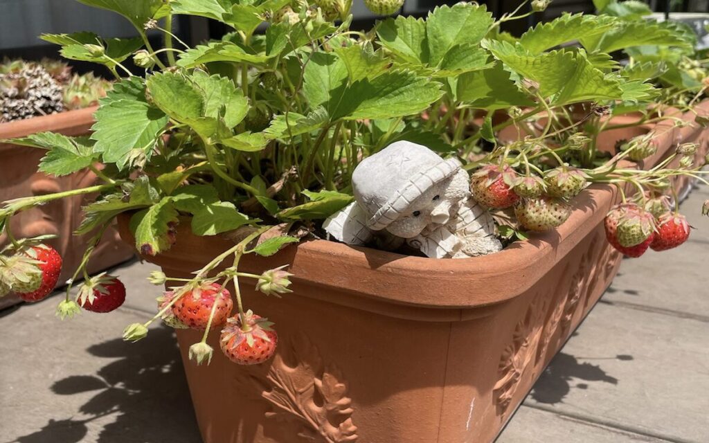 いちご│赤と緑色の実