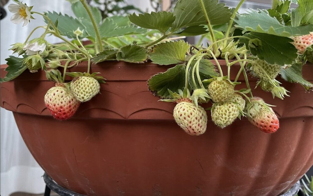 いちご│色づき始めた実