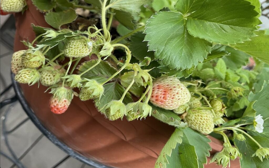 いちご│色づき始めた実