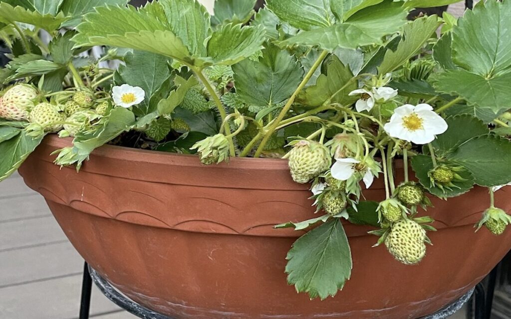 いちご│緑色の実とお花