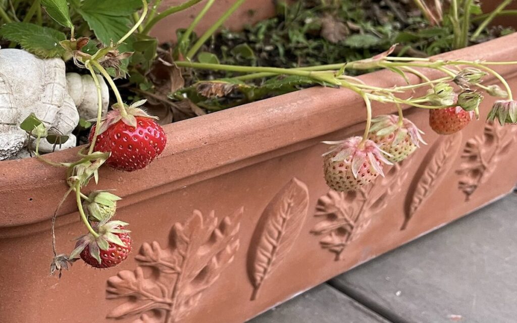 いちご│色づき始めた実