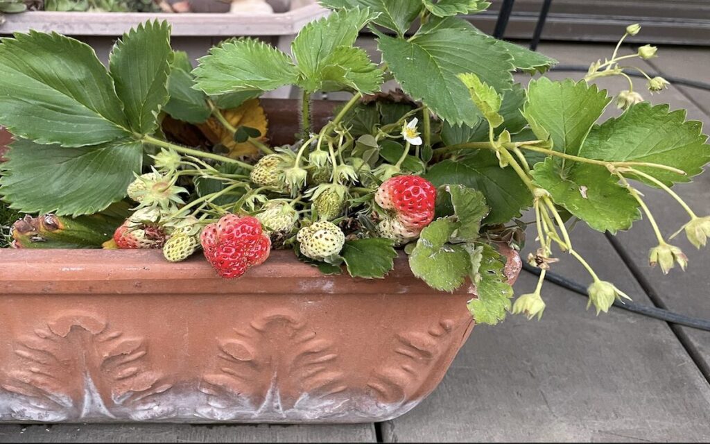 いちご│色づき始めた実