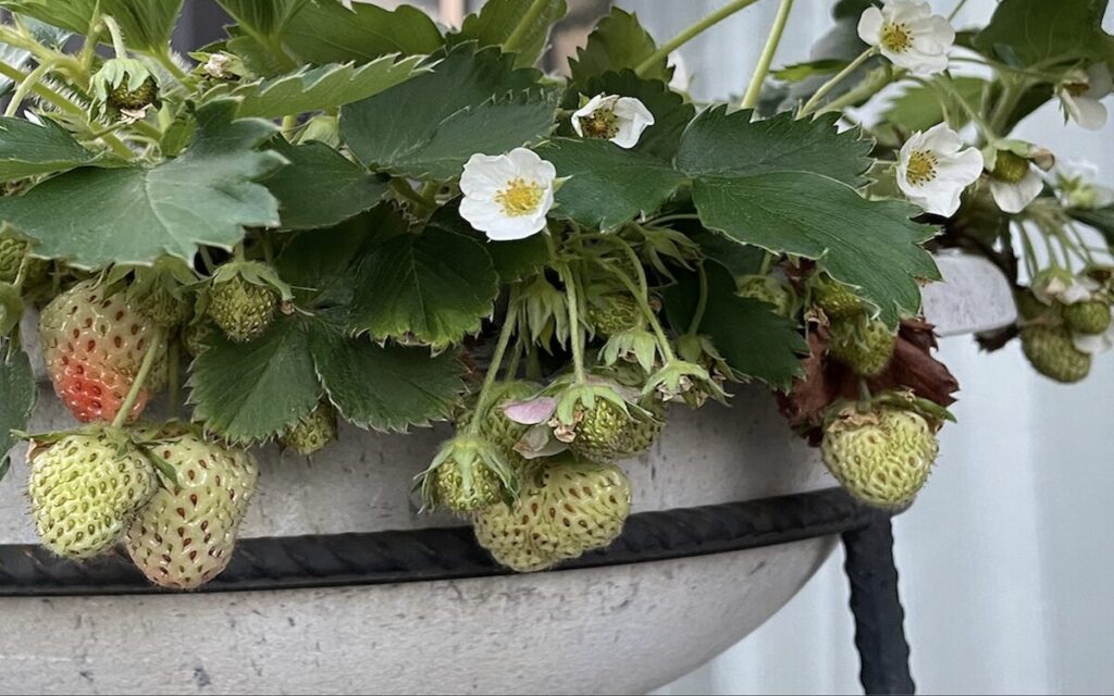 いちご│緑色の実とお花