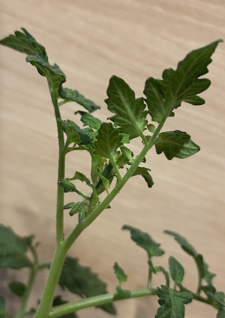 ミニトマト｜葉っぱ