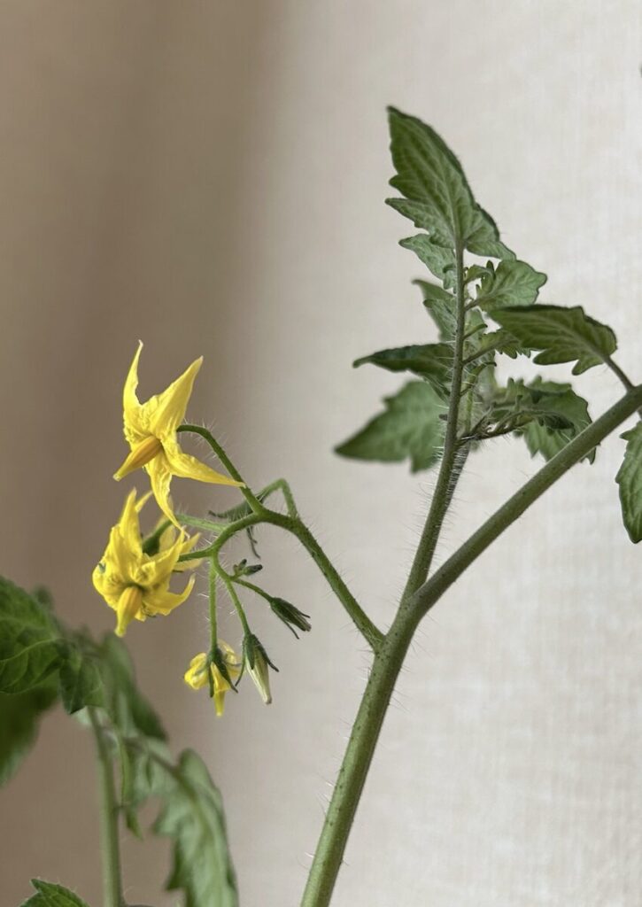 ミニトマト｜黄色いお花