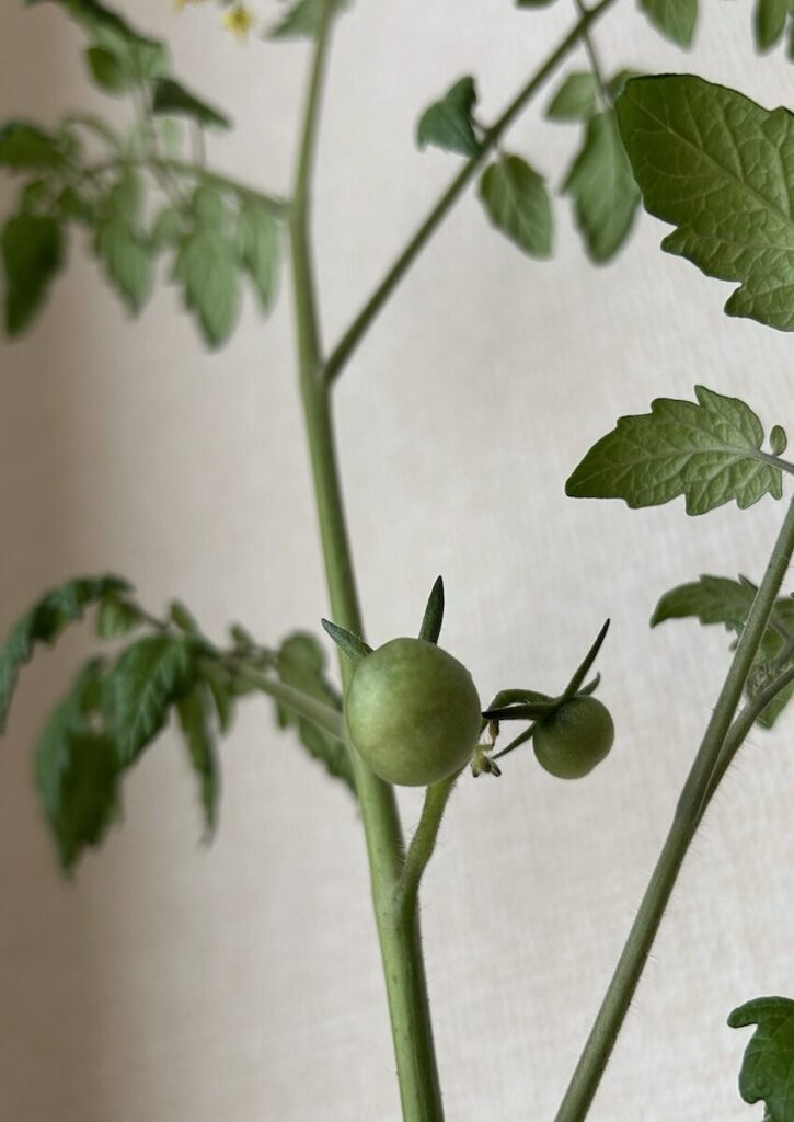 ミニトマト｜緑色の実
