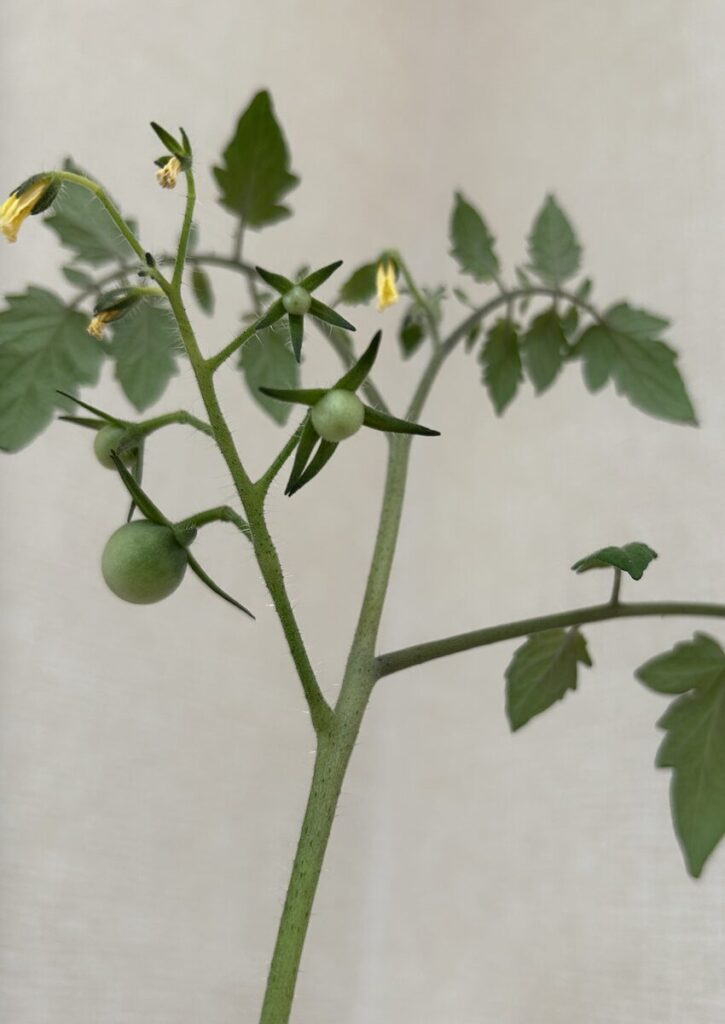 ミニトマト｜黄色いお花と緑色の実