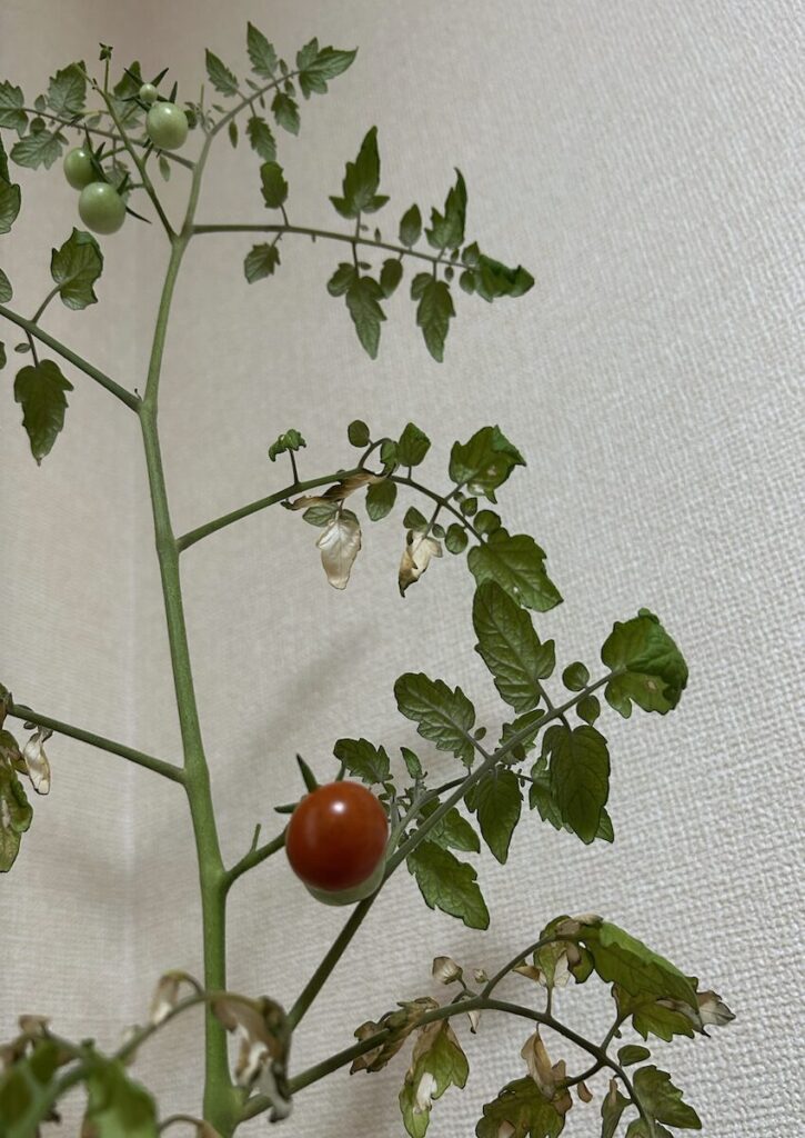 ミニトマト｜赤く色づいた実