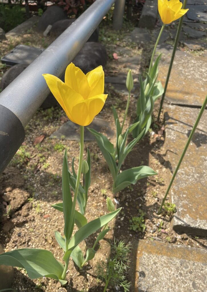 チューリップ│黄色いお花が咲いた様子